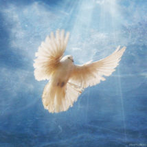 photo of a dove symbolizing being filled with the Spirit