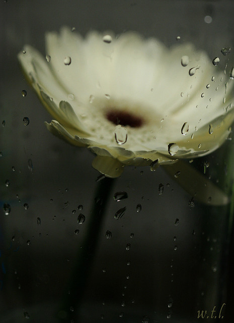Picture of a flower signifying guilt