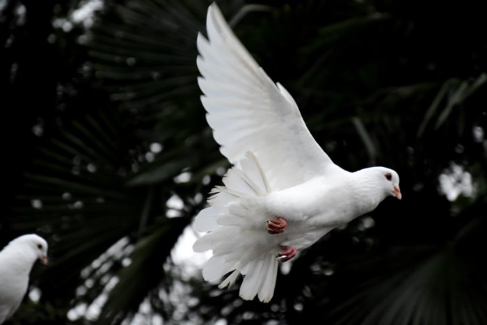 picture of a dove, symbolic of the Holy Spirit