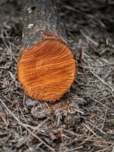 photo of a log cut off