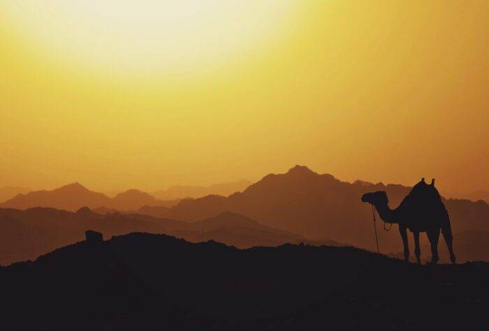 photo of camel picturing the Abrahamic Covenant