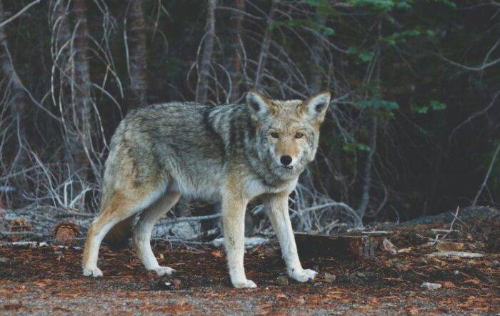 photo of a wolf, representing false Christians